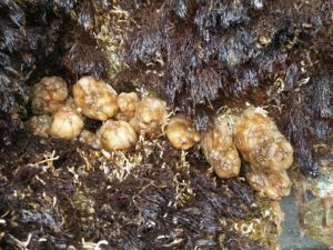 Antifouling Unterwasseranstrich Bewuchs vermeiden